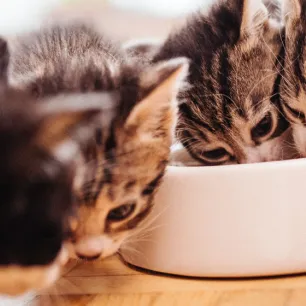 Kitten Socialisation: Teach Your Cat the Basic Life Skills