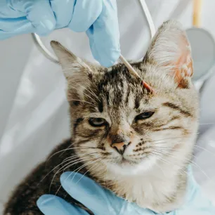 Ringworm in Cats