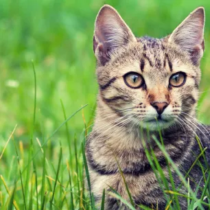 Cat Ticks: Causes, Signs and Treatment