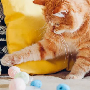 Top 5 Fun Games for Cats