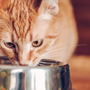 Why Is My Cat Always Hungry?