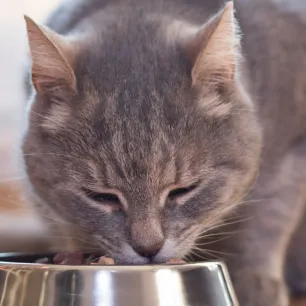 Feeding Your Indoor Cat