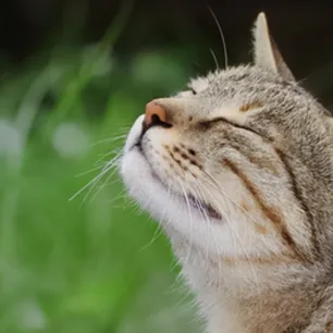 All About Outdoor Cats