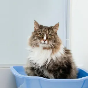 Cat Constipation - Symptoms, Causes And Treatment