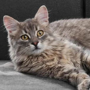 Hair Loss in Cats