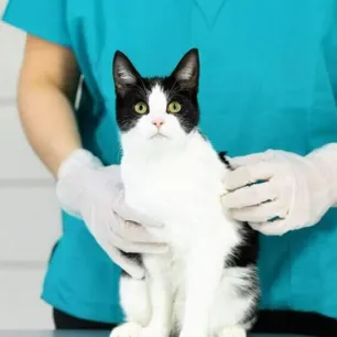 Cat Flu - Symptoms, Treatment and Long-term Effects