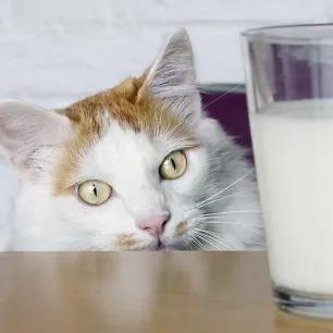 What Do Cats Drink