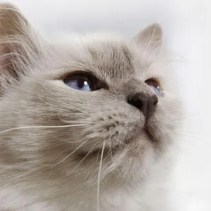 Is My Cat a Senior Yet