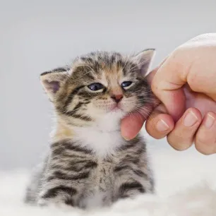 Your Cat's Age in Human Years