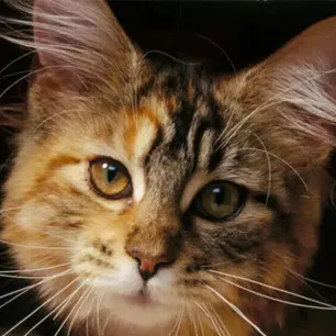 Famous Cats in History Interesting Facts