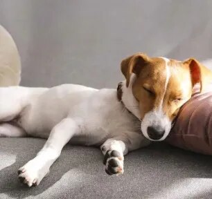Dog Sleeping Positions What Do They Mean