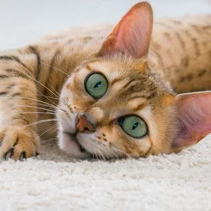 5 Reasons Why Cats Meow