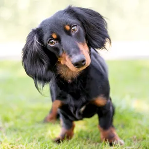 Common Health Problems in Dachshunds that Every Owner Needs to Know About