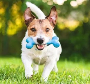 Home Remedies for Dogs that Every Owner Should Know