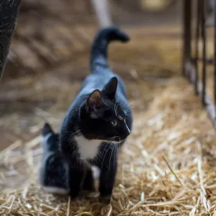 Adopting a Farm or Barn Cat