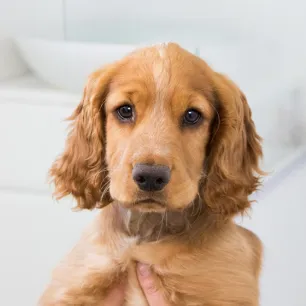 All About Puppy Microchipping