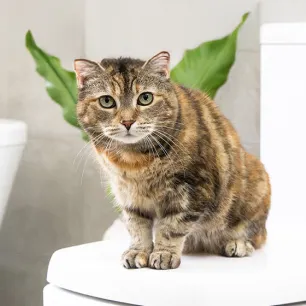 Antibiotics for Cats What You Need to Know