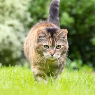 Are Daffodils Poisonous to Cat
