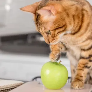 Can Cats Eat Apples