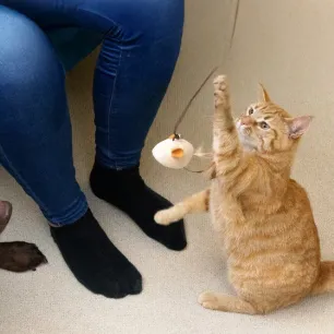 Creative Cat and Dog Enrichment Ideas