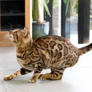 Aggressive Behaviour in Cats