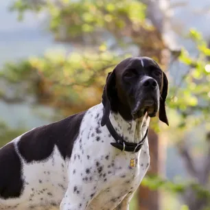 All About Your Dog's Sense of Smell