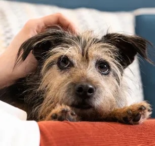 Arthritis in Dogs – Symptoms and Treatment