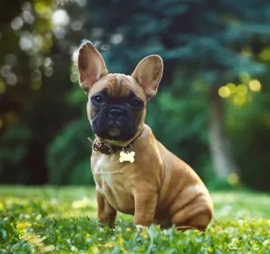 BOAS in Dogs Causes of Breathing Problems in Flat-Faced Breed Dogs