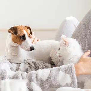 COVID-19 and Cats and Dogs: All You Need to Know