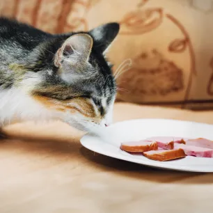 Can Cats Eat Ham?