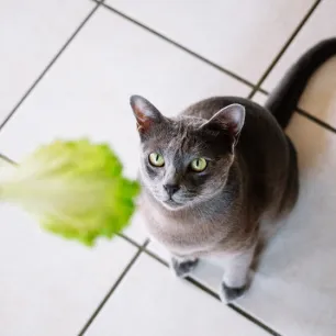 Can Cats Eat Lettuce: Is This Leafy Vegetable Safe for Cats?