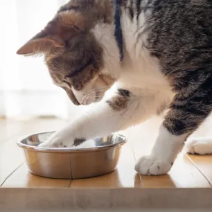 Can Cats Eat Rice