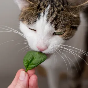 Can Cats Eat Spinach