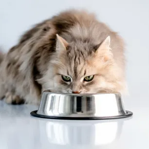 Can Cats Eat Turkey