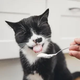 Can Cats Eat Yogurt