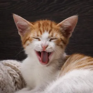 Can Cats Laugh and Smile?