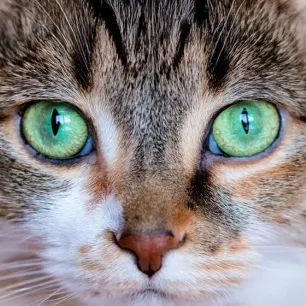 Can Cats See Colour?