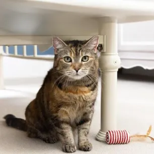 Can Cats See Ghosts?