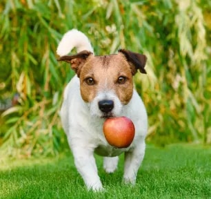 Can Dogs Eat Apple Sauce?