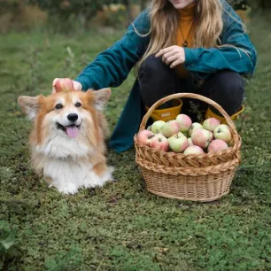 Can Dogs Eat Apples?