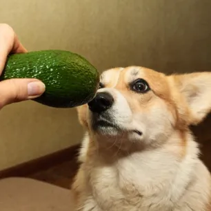 Can Dogs Eat Avocado?