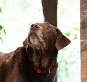 Can Dogs Eat Baked Beans?