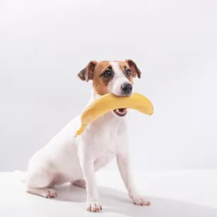 Can Dogs Eat Bananas?