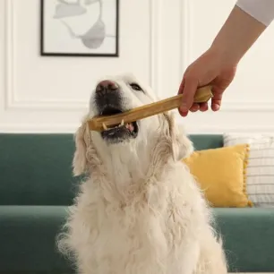 Can Dogs Eat Bones?