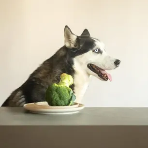 Can Dogs Eat Broccoli?