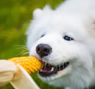 Can Dogs Eat Corn?