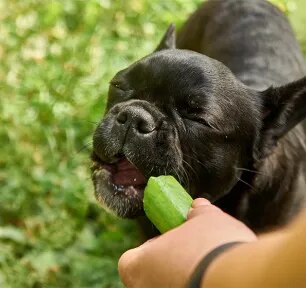 Can Dogs Eat Cucumber