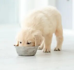 Can Dogs Eat Edamame? 