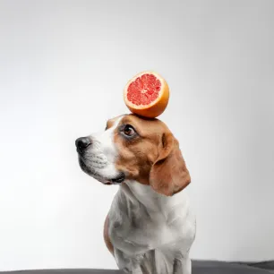 Can Dogs Eat Grapefruit?