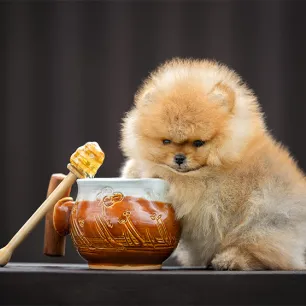 Can Dogs Eat Honey?